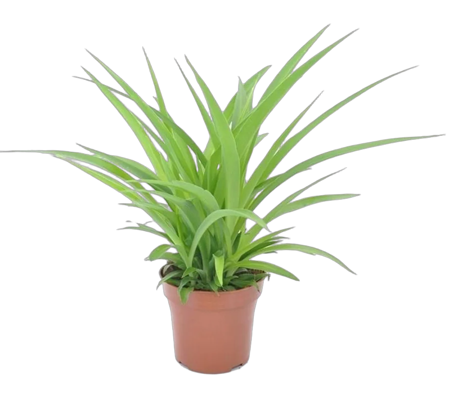 Хлорофитум comosum Lemon D12 H30