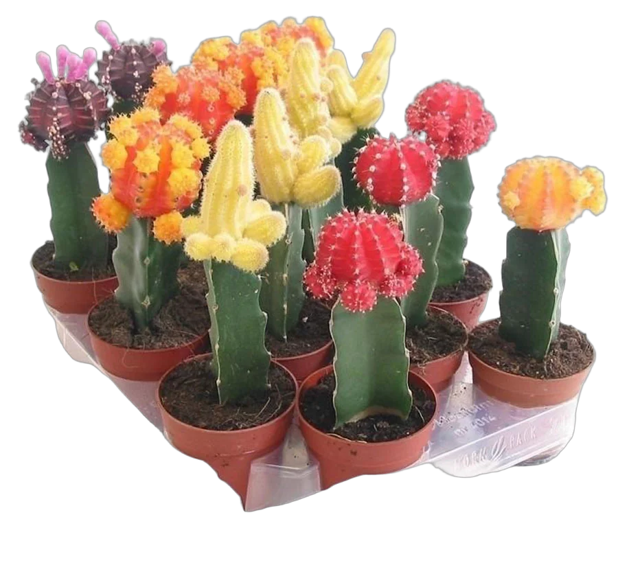 Гимнокалициум Михановича микс - Gymnocalycium D9 H22