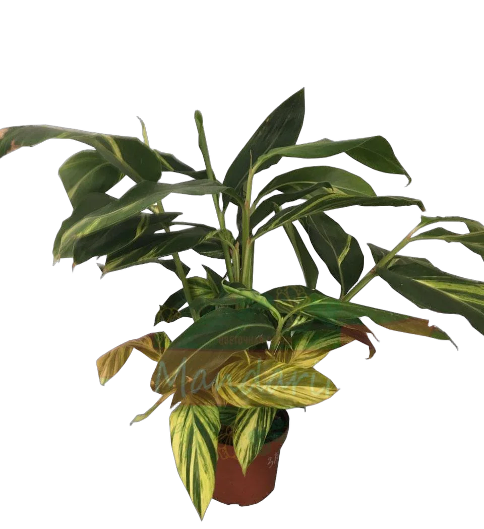 Имбирь - Zingiber D17 H60