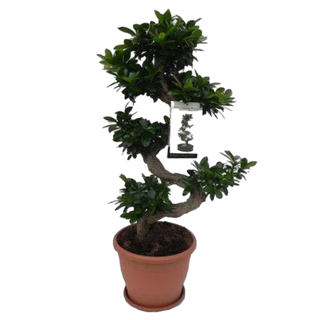 Бонсай Фикус Микрокарпа - Bonsai Ficus Ginseng D29 H90
