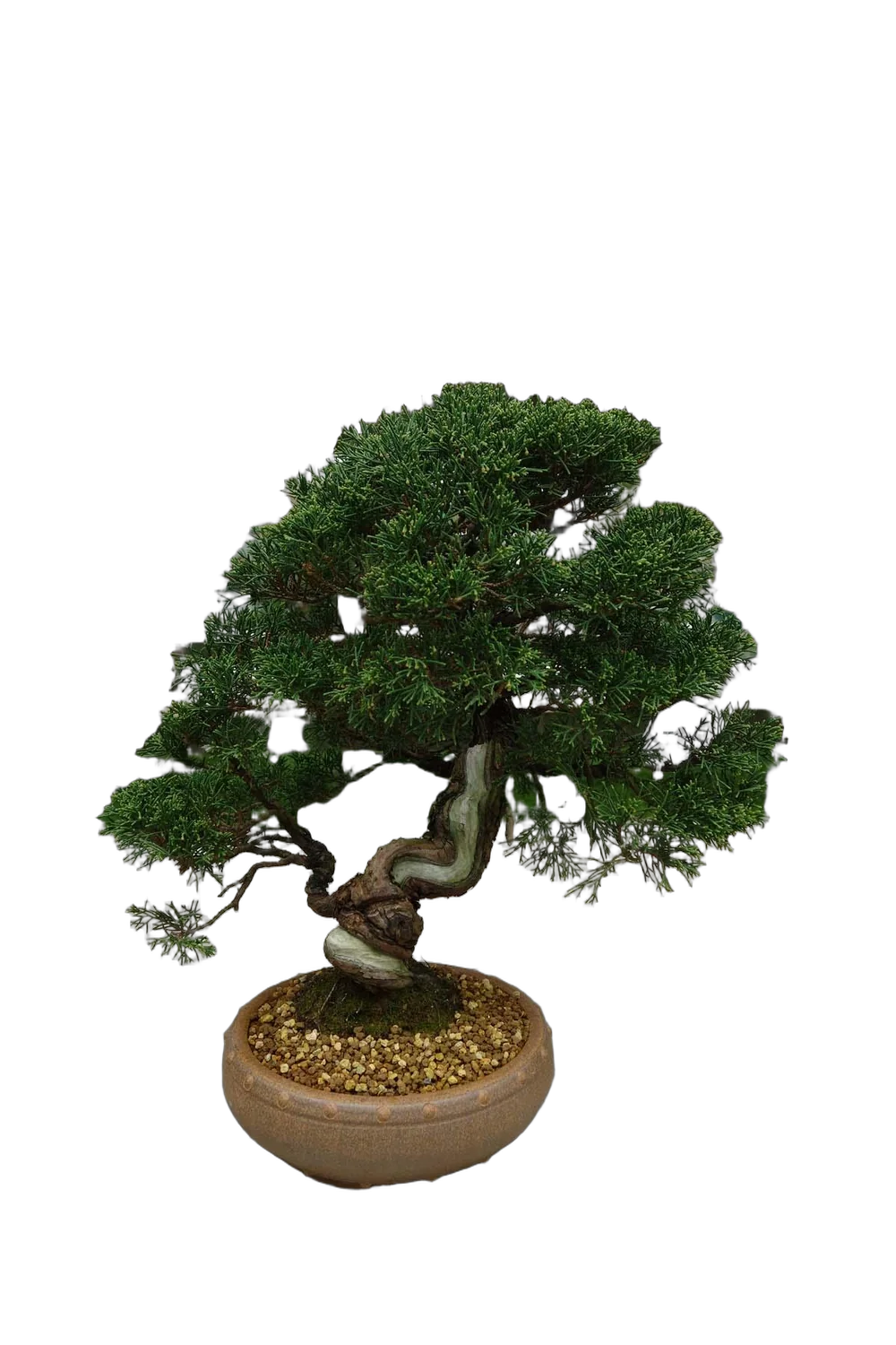 Бонсай Можжевельник - Bonsai Juniperus H40