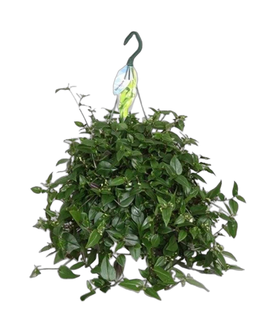 Традесканция - Tradescantia Green Hill D18 H40