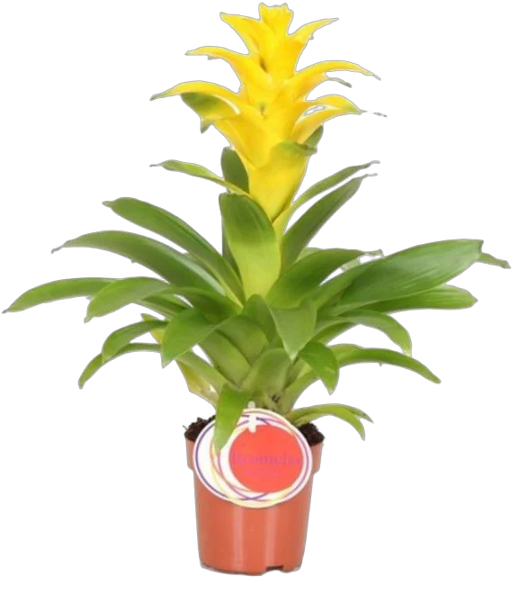 Гусмания желтая - Guzmania Diana D12 H50