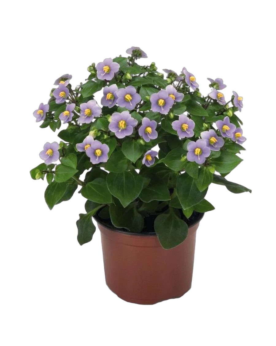 Экзакум голубой - Exacum D12 H20