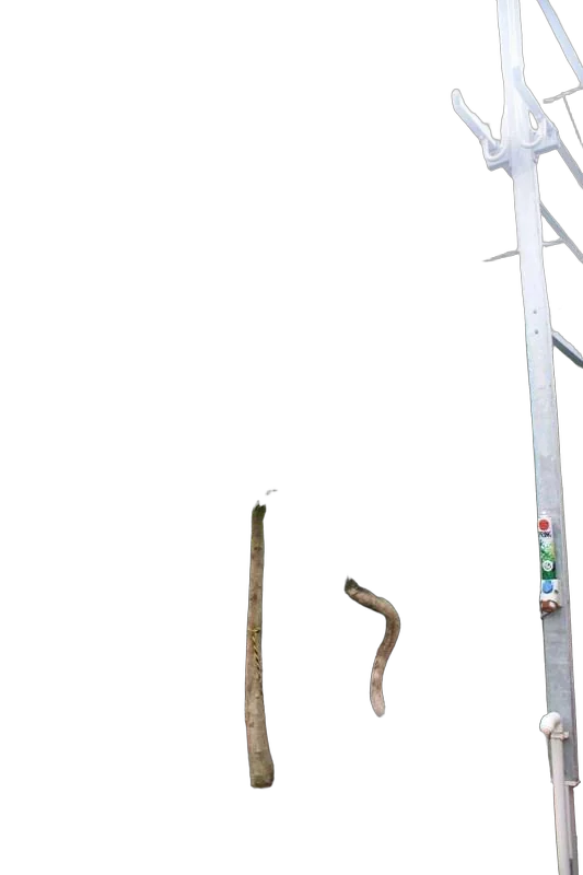 Фикус Биннедика Али - Ficus binnendijkii Alii D85 H500