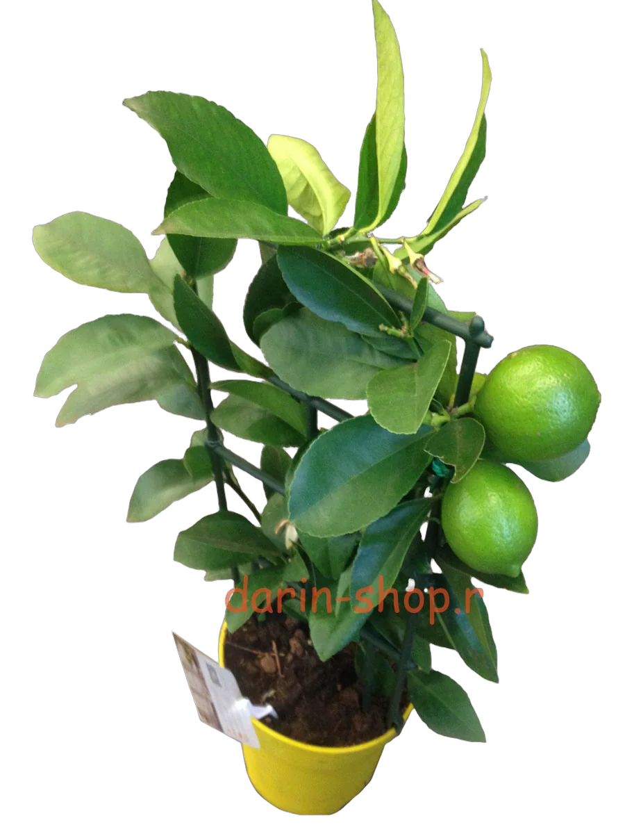 Цитрус лайм - Citrus aurantiifolia D14 H35