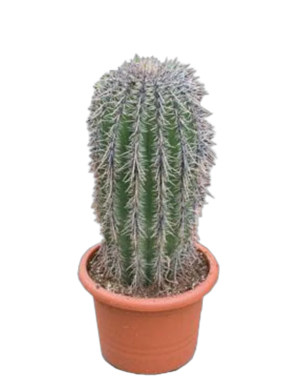 Цереус Гигантский, или карнегия - Cereus carnegia gigantea D21 H80