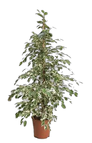 Фикус Бенджамина Твайлайт - Ficus Benjamina Twilight D28 H120