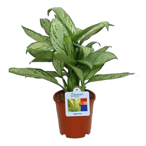 Аглаонема переменчивая - Aglaonema commutatum D12 H35