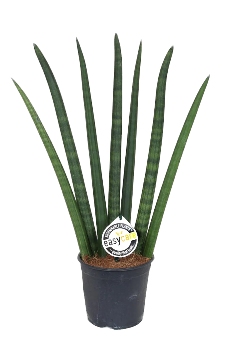 Сансивьерия Цилиндрика - Sansevieria cylindrica D18 H50