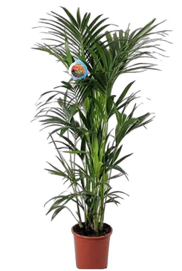 Ховея Форстера - Forsteriana D25 H160