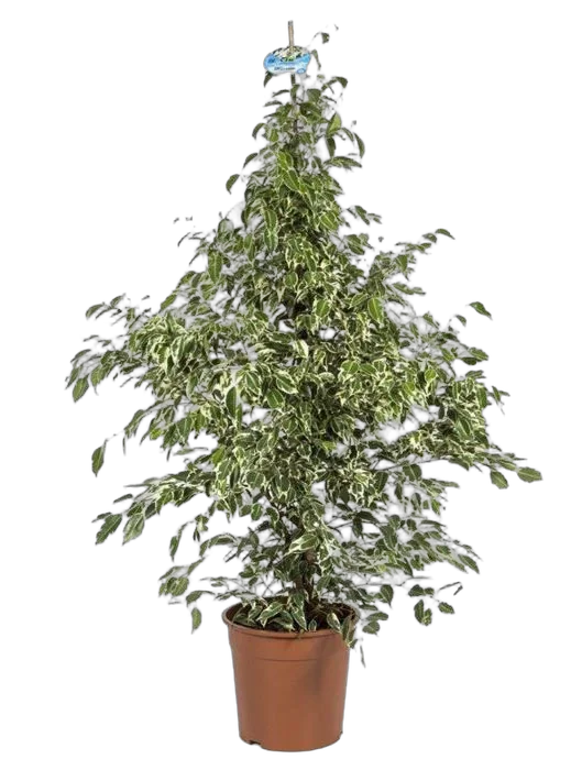 Фикус Бенджамина Старлайт - Ficus benjamina Starlight D28 H110
