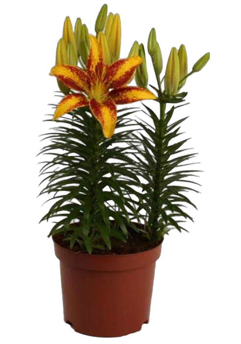 Лилия Азиатская Сенсация желтая - Lilium Az Tiny Sensation D24 H50