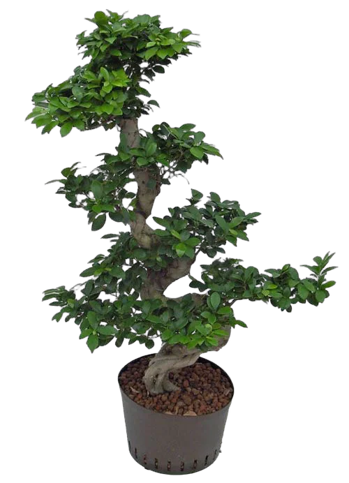 Бонсай Фикус Микрокарпа с закрученным стволом - Bonsai Ficus microcarpa D45 H115