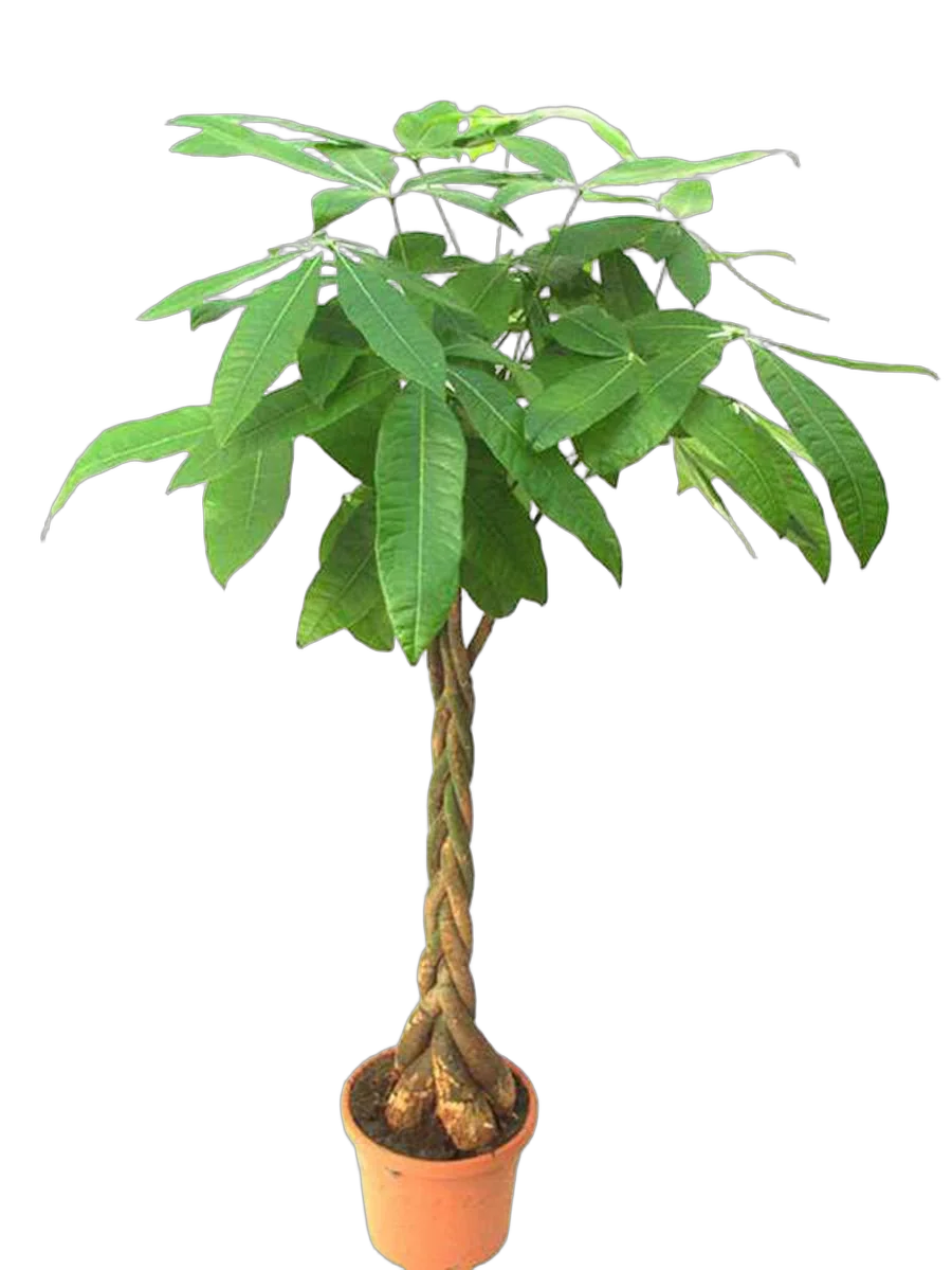 Пахира Акватика - Pachira D24 H140