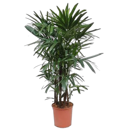 Пальма Рапис высокий - Rhapis Excelsa (fachjan) D30 H160