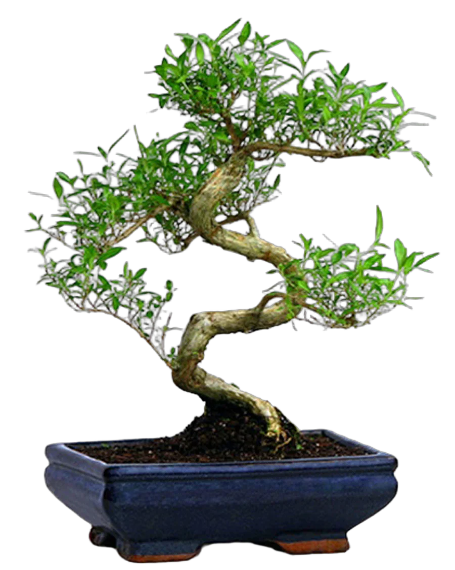 Бонсай Серисса - Bonsai Serissa D20 H30