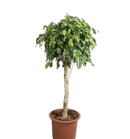 Фикус Бенджамина Даниэль штамб- Ficus Benjamina Danielle D34 H150