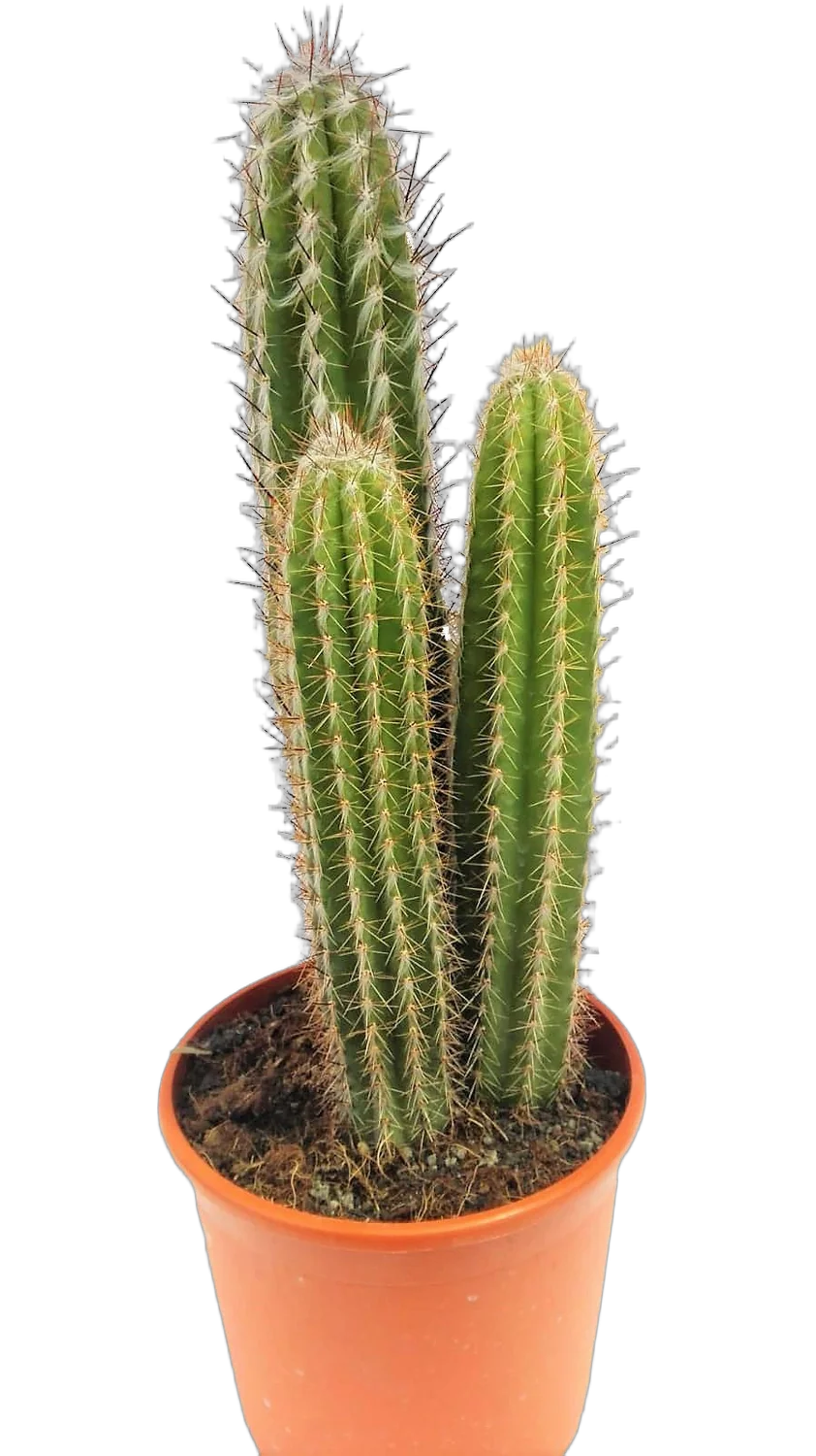 Пилозоцереус Палмера - Pilosocereus Palmeri D17 H70