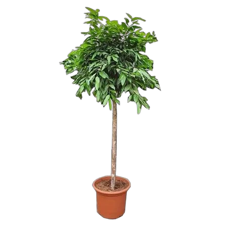 Фикус Амстел Кинег Штамб - Ficus Bin Amstel King On Stem D60 H300