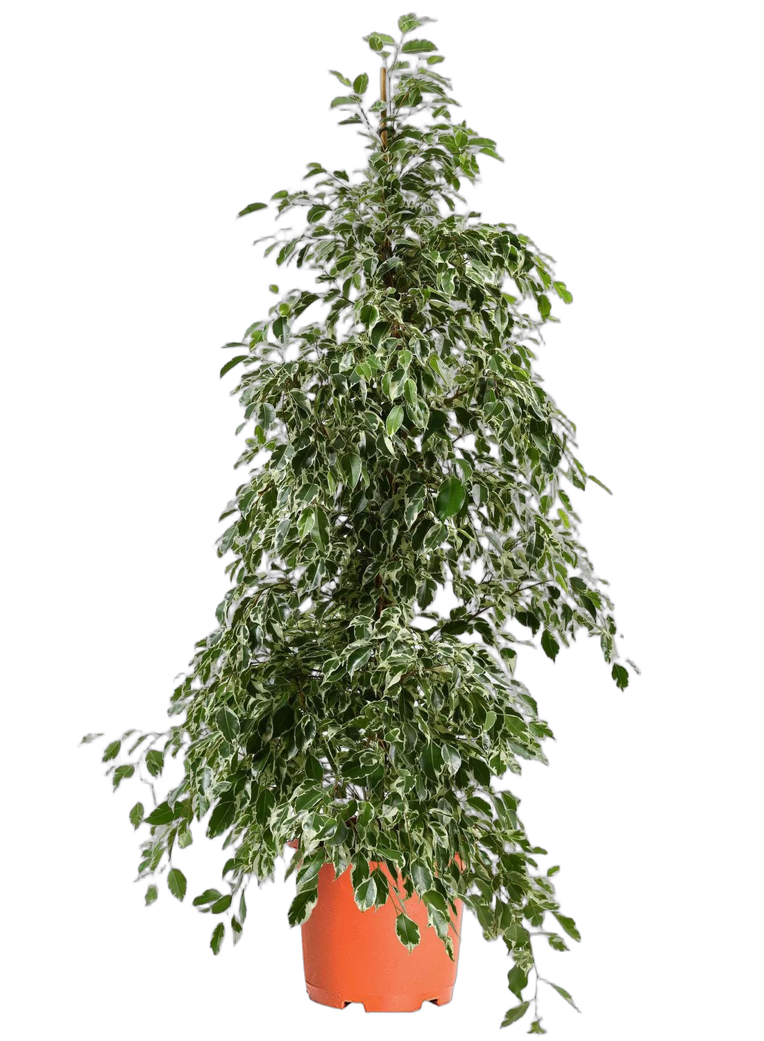 Фикус Бенджамина Голден Кинг - Ficus benjamina Golden King D40 H190