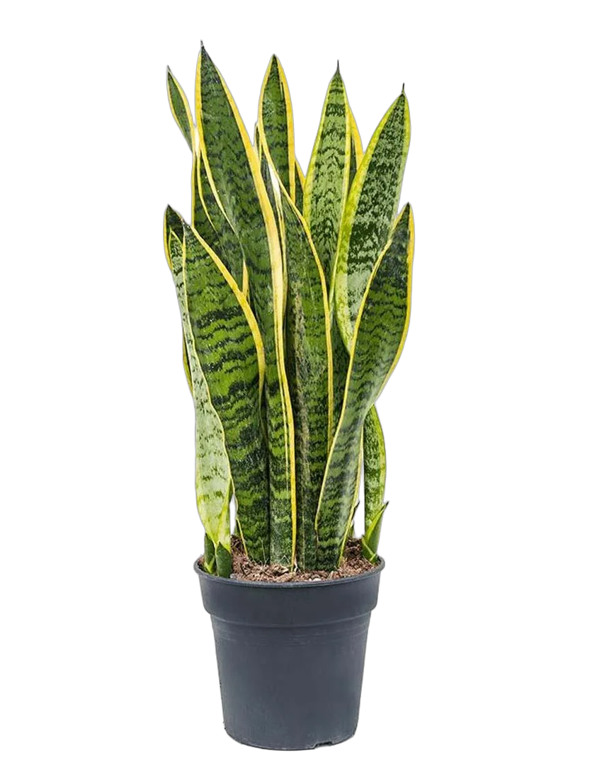 Сансивьерия Лауренти - Sansevieria laurentii D20 H70