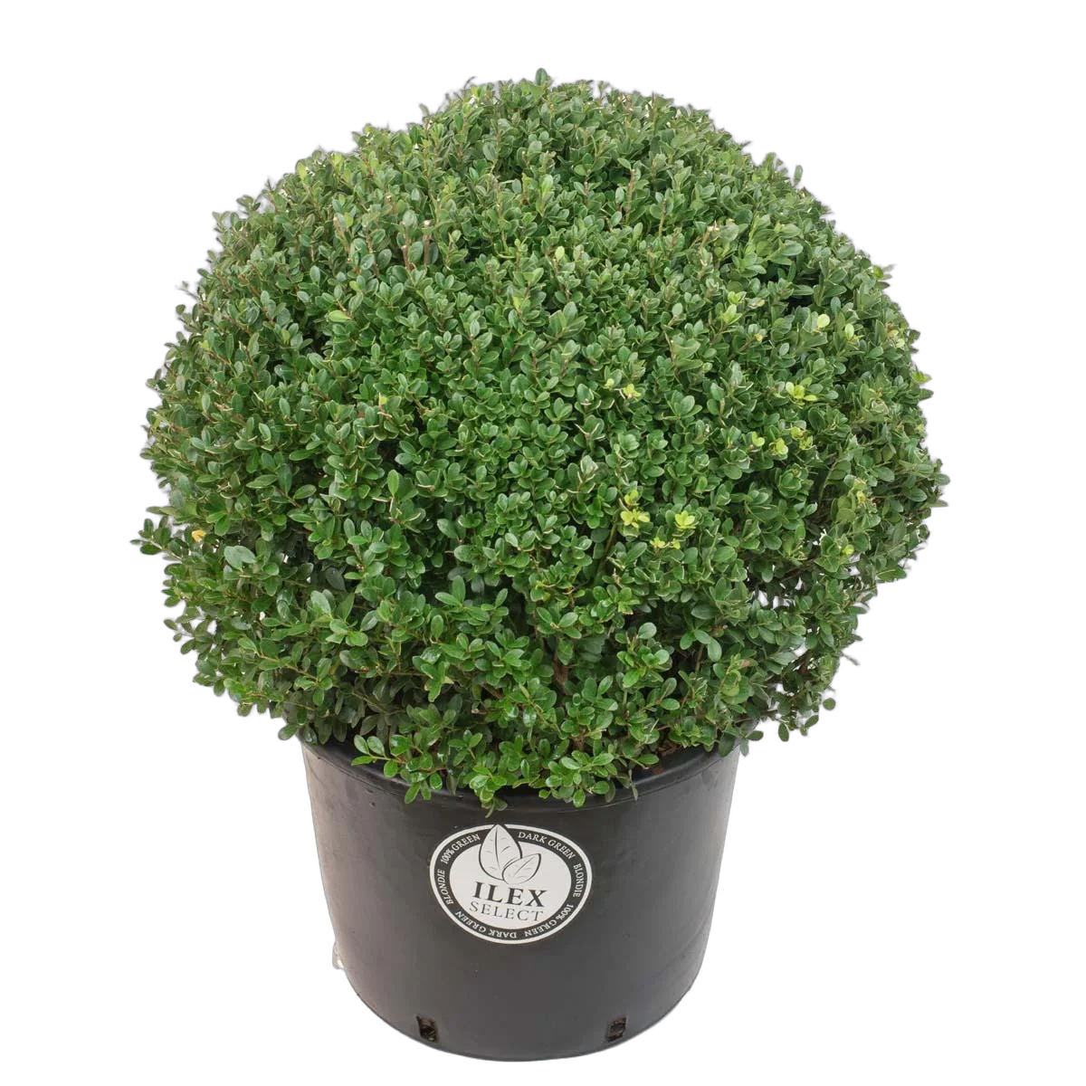 Падуб городчатый - Ilex crenata 'Dark Green' D38 H50