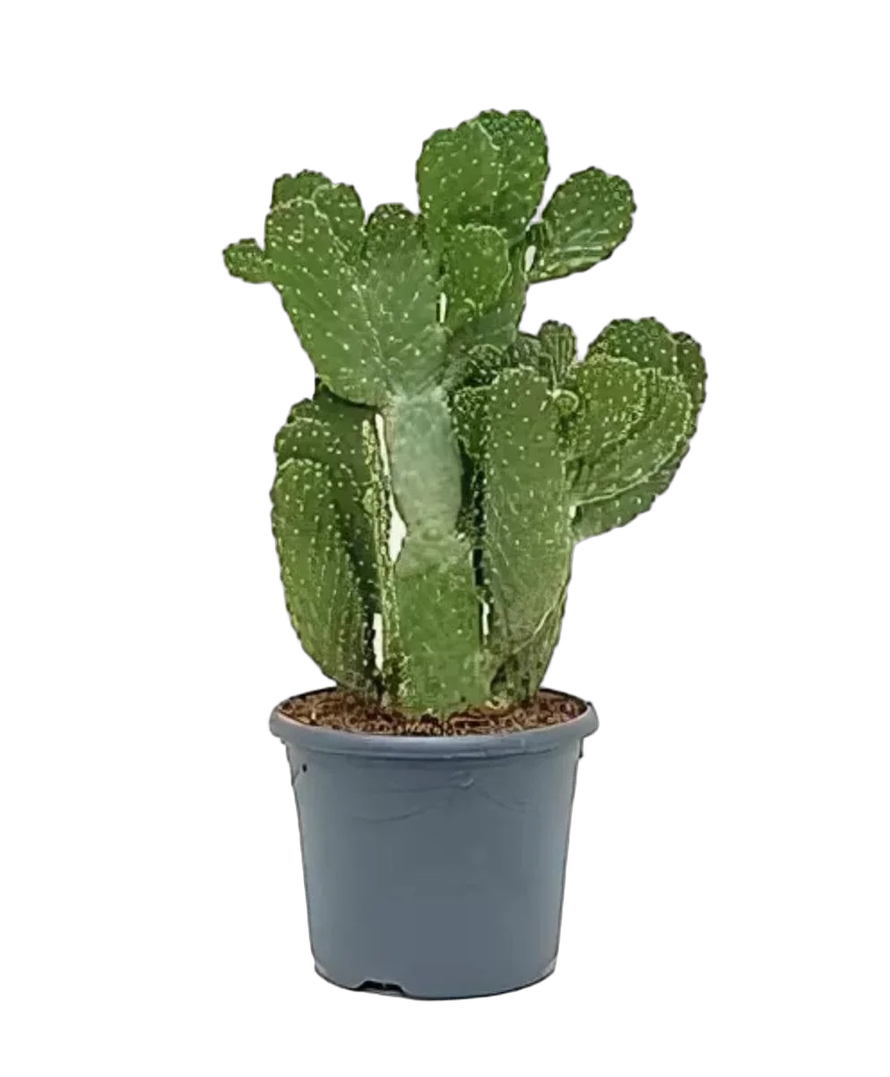 Опунция консолея - Opuntia Consolea D20 H50