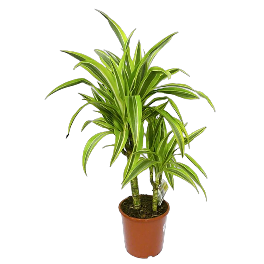 Драцена Лемон Лайм - Dracaena fr. Lemon Lime D14 H50