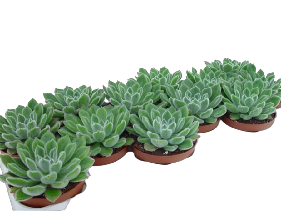 Эхеверия Дорис Тейлор - Echeveria Doris Taylor D5 H15