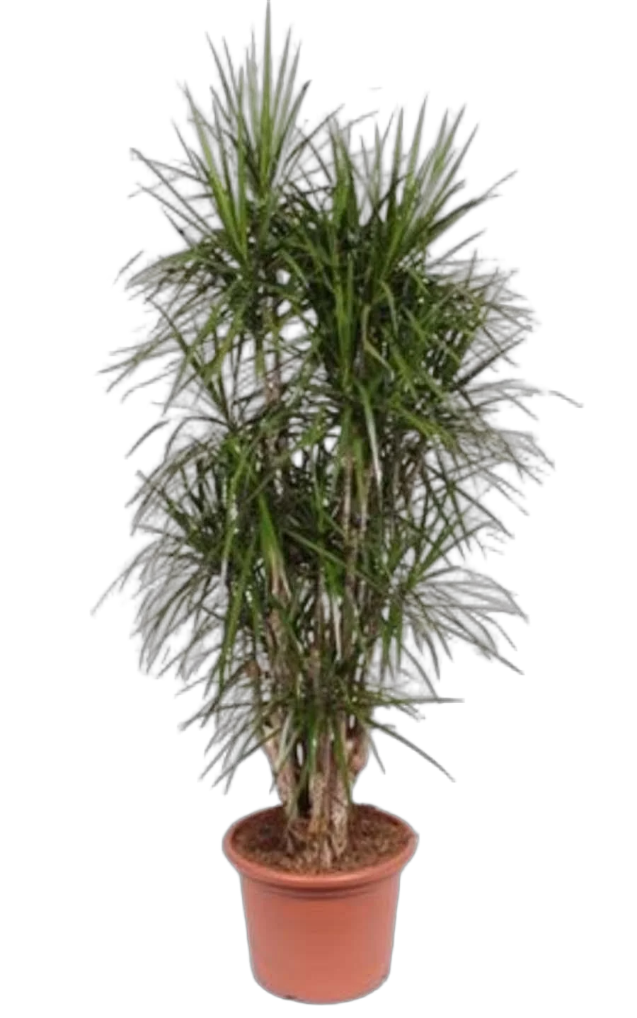 Драцена Маргината бранч - Drac Marginata Branched D45 H190