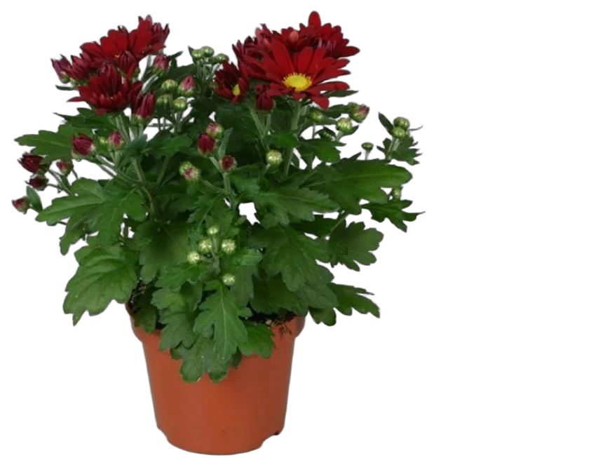 Хризантема Красная - Chrysanthemum Red D10 H25