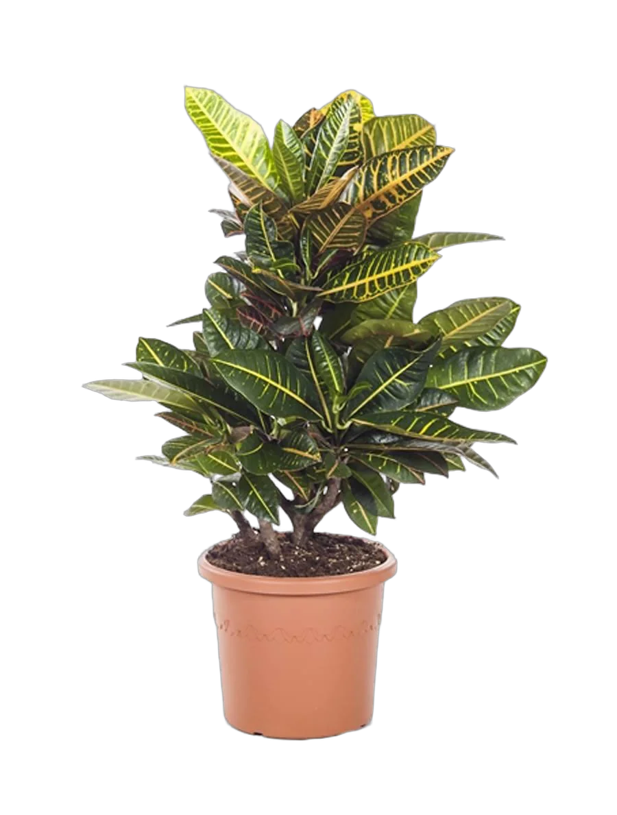 Кодиеум Петра - Kodieum Varigatum Petra D17 H70