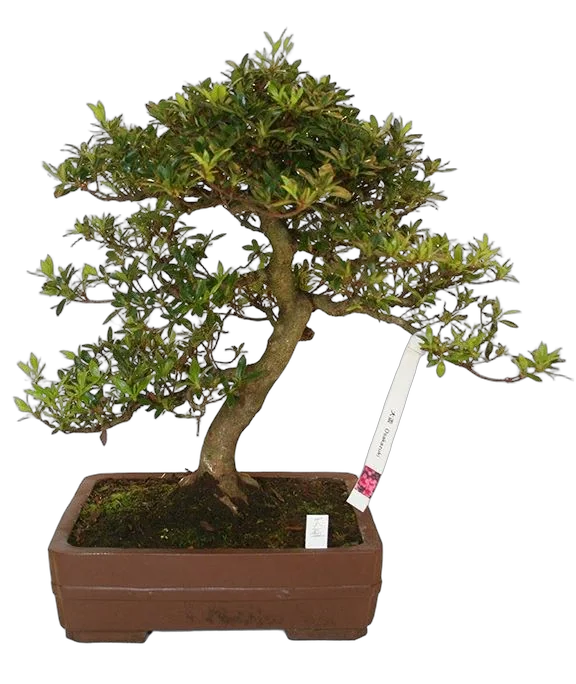 Цветущий бонсай Азалия D25 H40