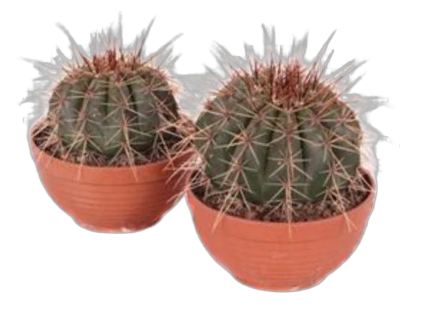Мелокактус Бродвей - Melocactus Broadway D17 H20