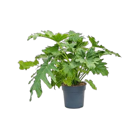 Филодендрон Селло - Philodendron Selloum D30 H125