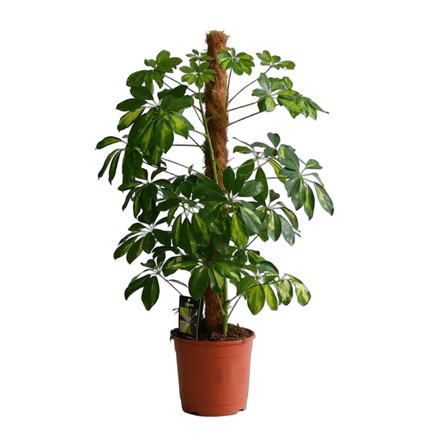 Шеффлера Голд Капелла  - Schefflera gold capella  H80