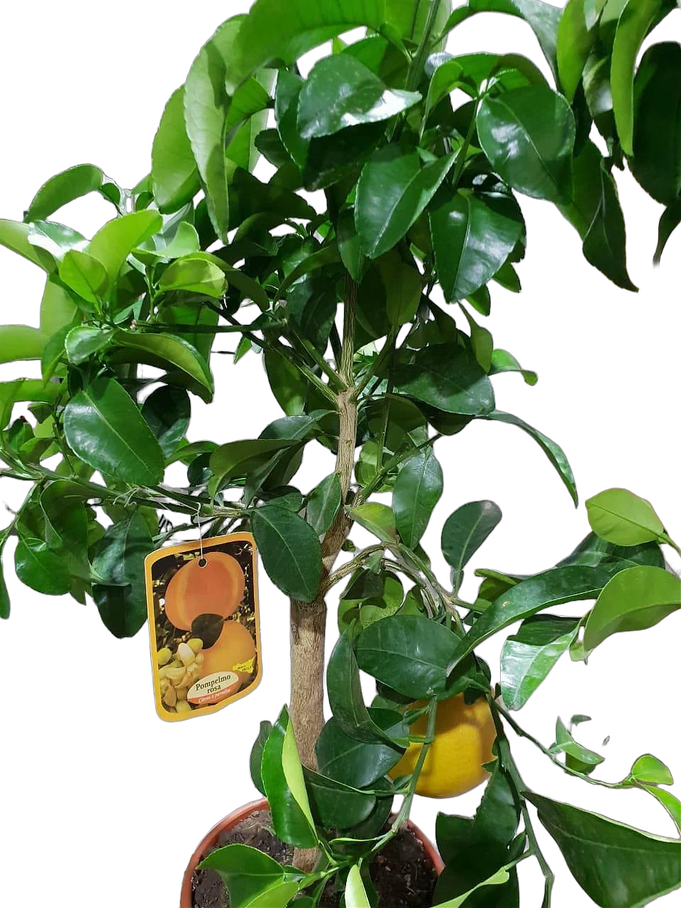 Цитрус Грейпфрут - Citrus paradisi D46 H180