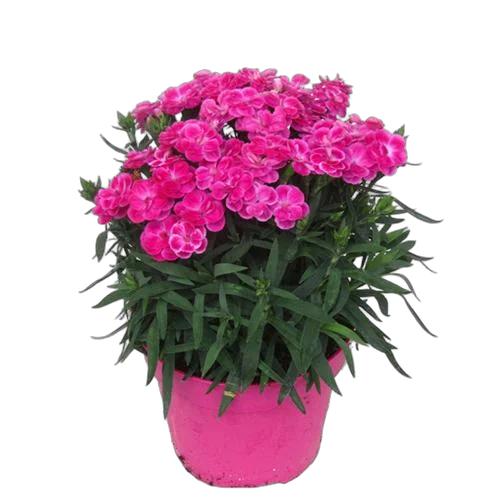 Гвоздика розовая - Dianthus D12 H20