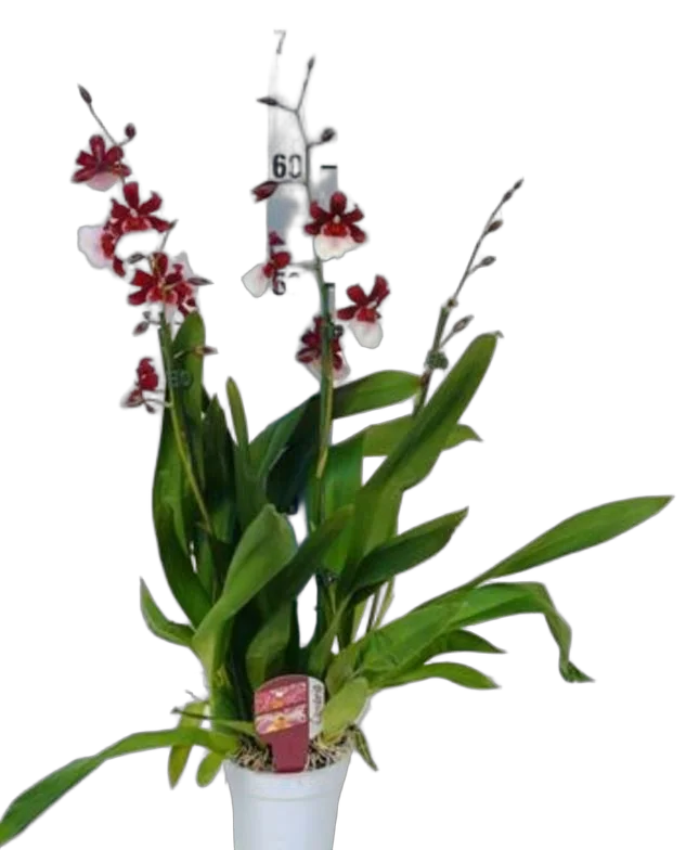 Мильтонидиум Бартли Шварц 3 цветоноса - Miltonidium Bartley Schwartz D12 H70