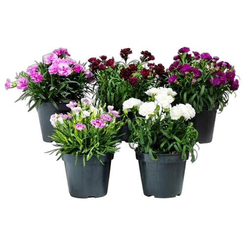Гвоздика - Dianthus D12 H20