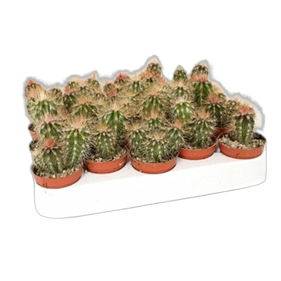 Пахицереус Прингля - Pachycereus pringlei D8 H15