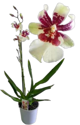 Камбрия 1 цветонос -  Cambria D12 H50