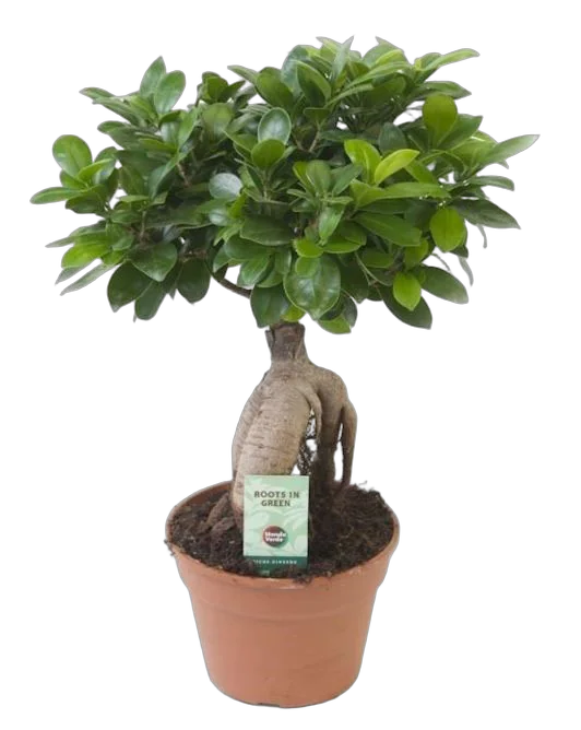 Бонсай Фикус Микрокарпа - Bonsai Ficus Ginseng D12 H25