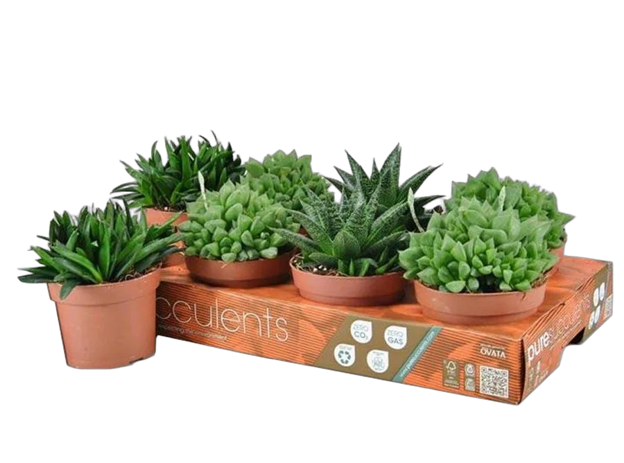 Хавортия микс- Haworthia mix D5 H10