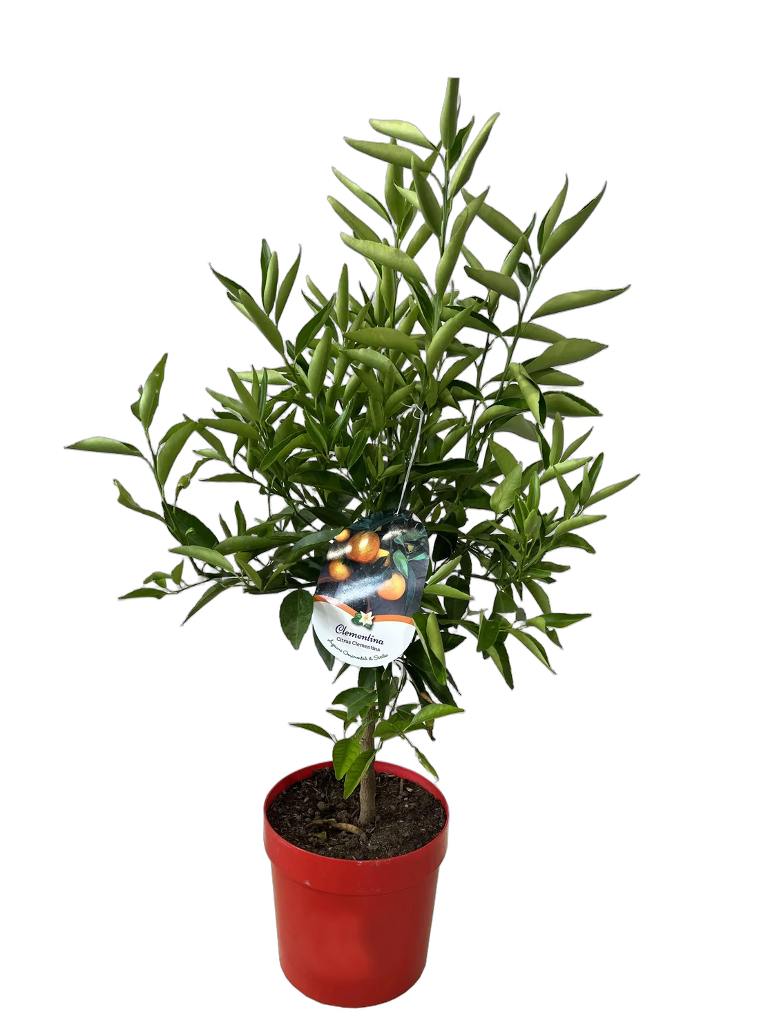 Клементин Спинозо -  C. clementina Spinoso D21 H70