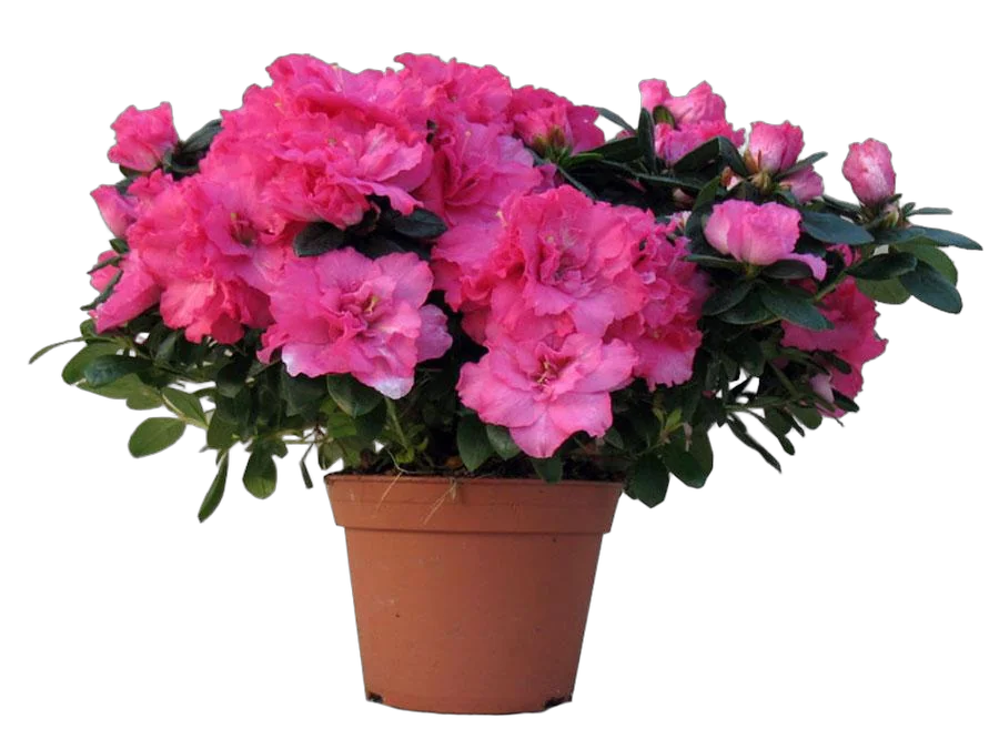 Азалия - Azalea D12 H35