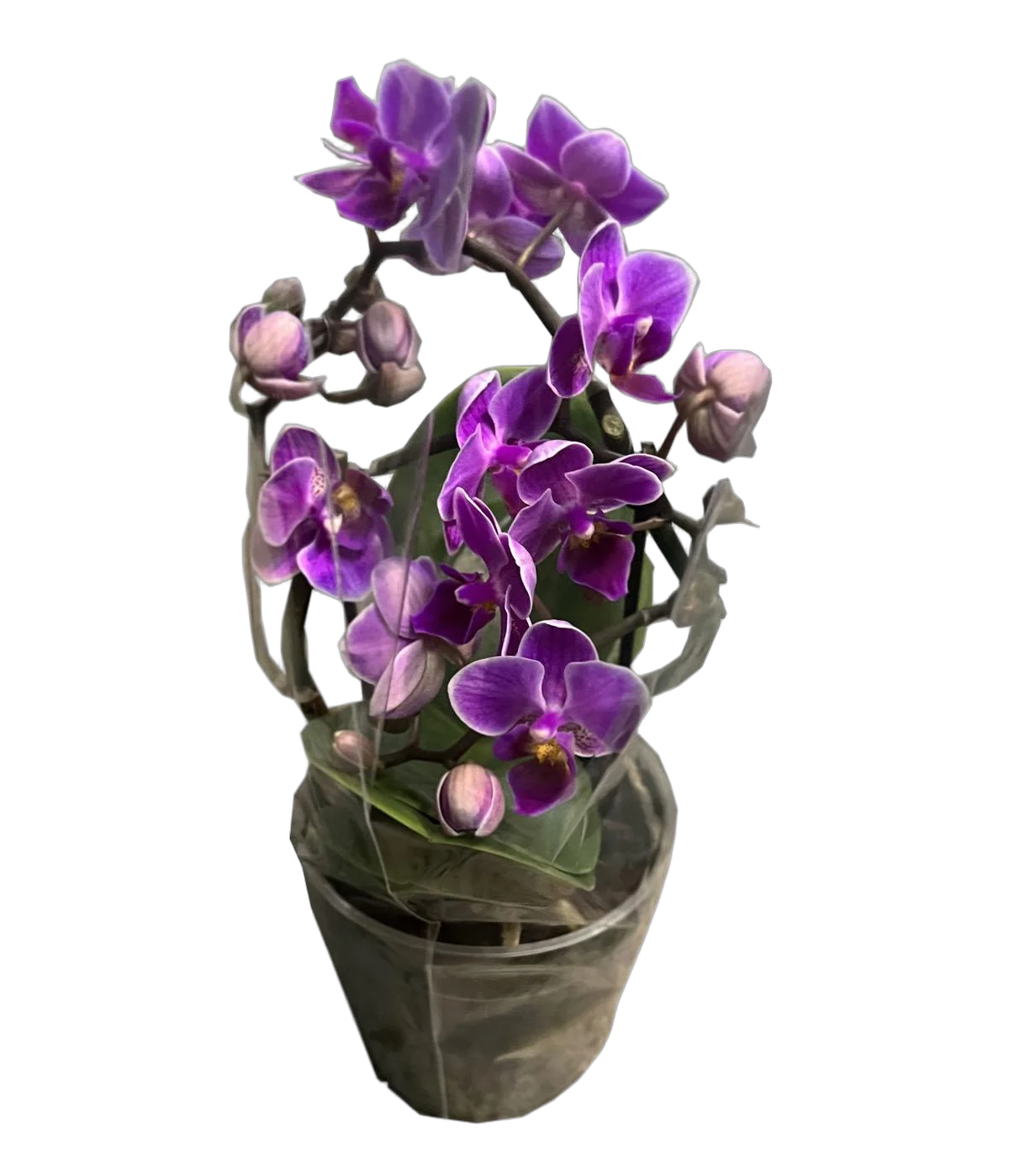 Фаленопсис мини 2 цветоноса - Phalaenopsis Pylo’s Novelty D9 H15