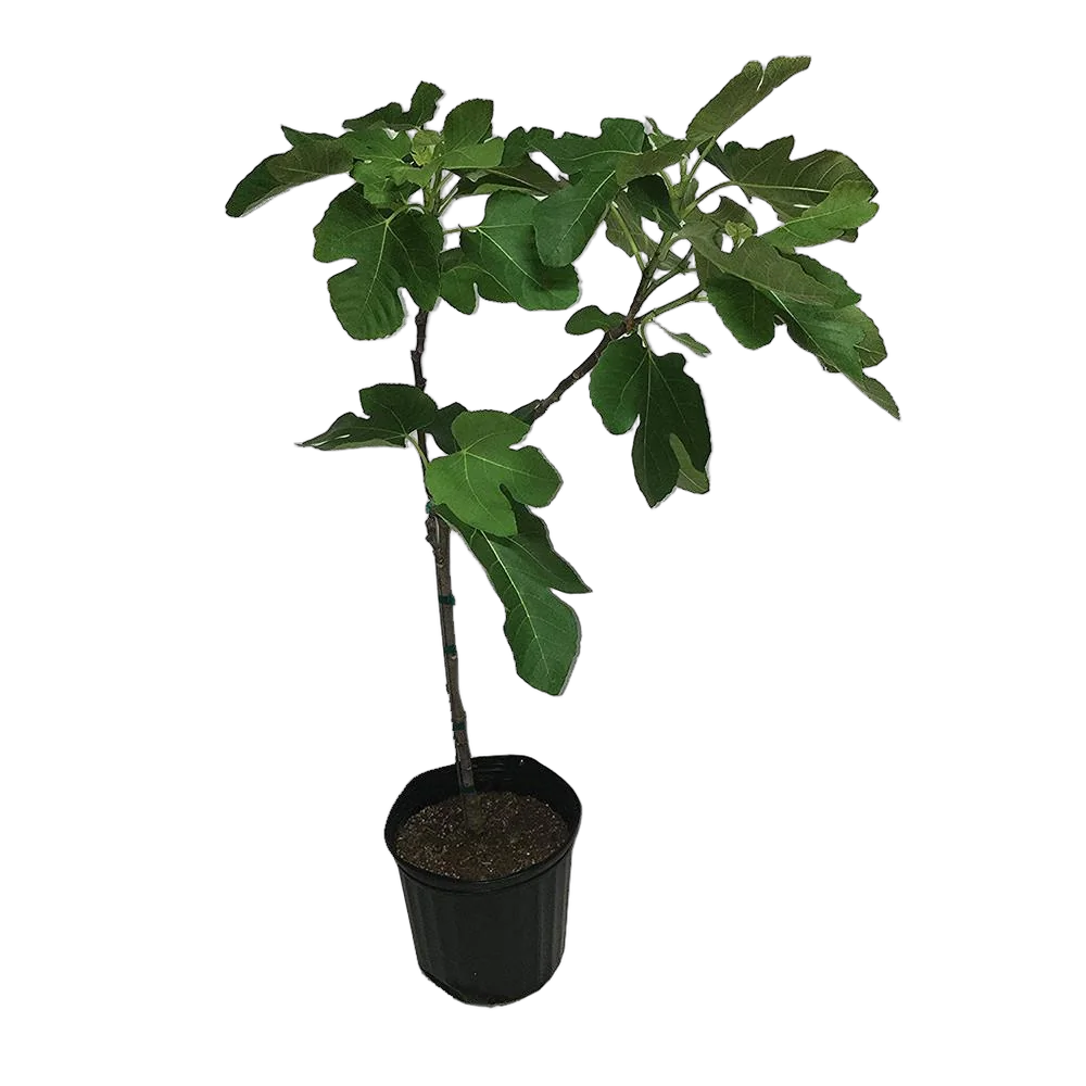 Инжир Турецкий черный - Ficus carica Brown Turkey D14 H50