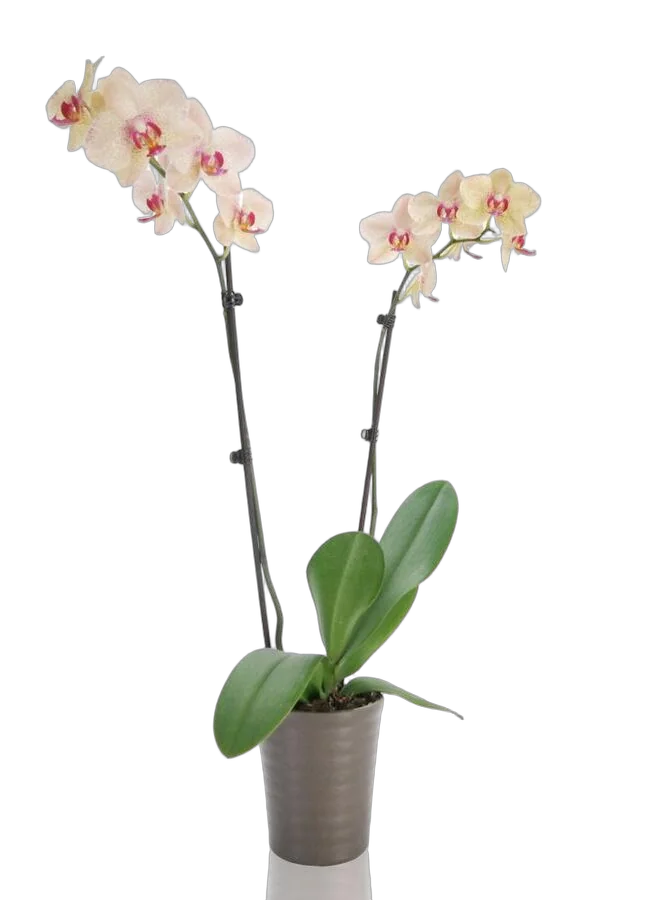 Фаленопсис гигантский 2 цветоноса - Phalaenopsis gigantea Madonna D15 H100